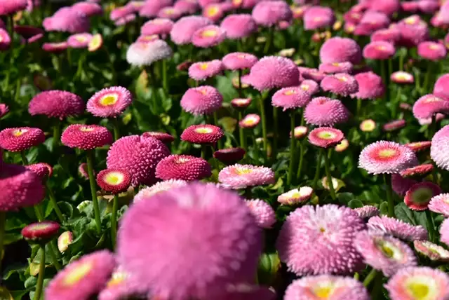 Blumen und Gärtnerei Rommel, Nonnenhorn, Frühlingspflanzen, Jahreszeit